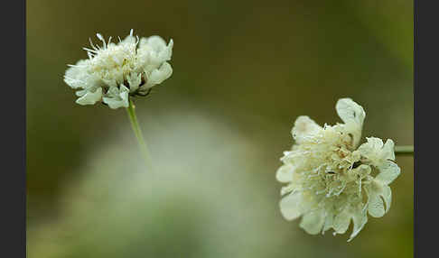 Gelbe Skabiose (Scabiosa ochroleuca)