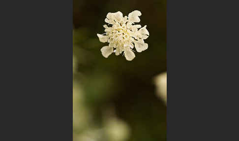 Gelbe Skabiose (Scabiosa ochroleuca)