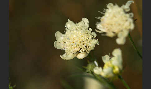 Gelbe Skabiose (Scabiosa ochroleuca)