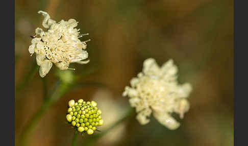 Gelbe Skabiose (Scabiosa ochroleuca)