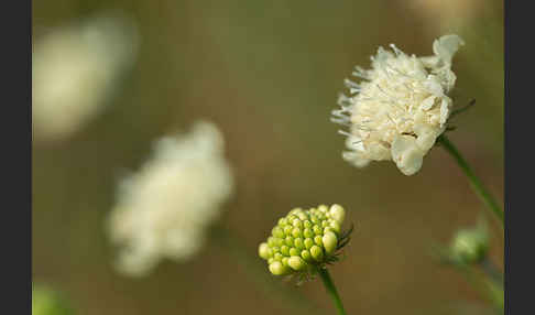 Gelbe Skabiose (Scabiosa ochroleuca)