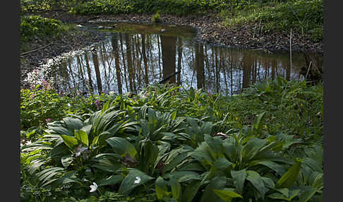 Bär-Lauch (Allium ursinum)