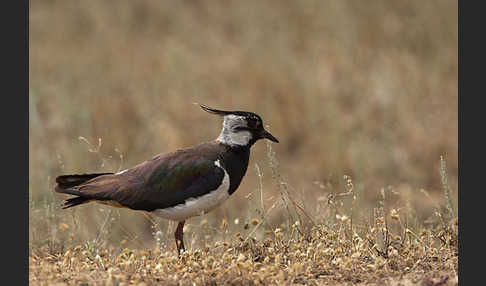 Kiebitz (Vanellus vanellus)