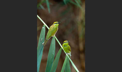 Smaragdspint (Merops orientalis)