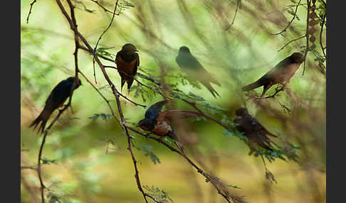 Rauchschwalbe sspec. (Hirundo rustica savignii)