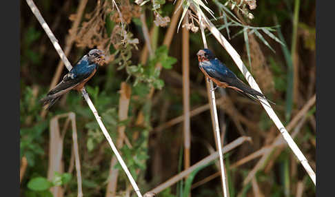 Rauchschwalbe sspec. (Hirundo rustica savignii)