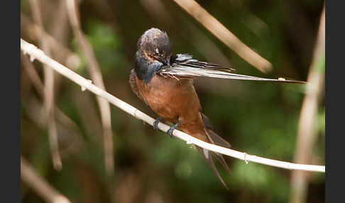 Rauchschwalbe sspec. (Hirundo rustica savignii)