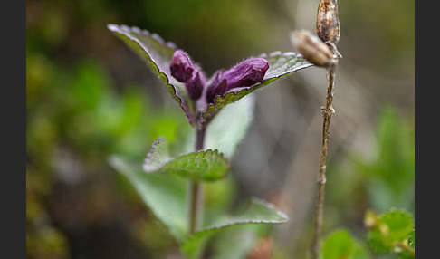 Alpenhelm (Bartsia alpina)