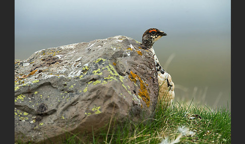 Alpenschneehuhn (Lagopus mutus)