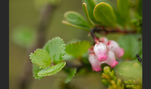 Immergrüne Bärentraube (Arctostaphylos uva-ursi)