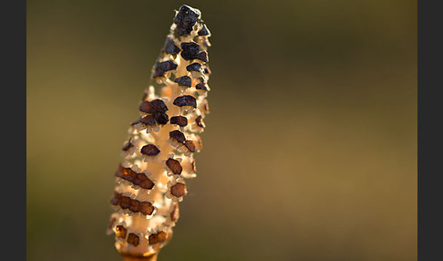 Acker-Schachtelhalm (Equisetum arvense)