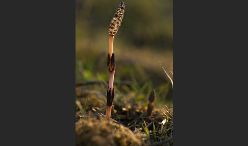 Acker-Schachtelhalm (Equisetum arvense)