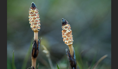 Acker-Schachtelhalm (Equisetum arvense)