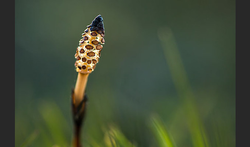 Acker-Schachtelhalm (Equisetum arvense)