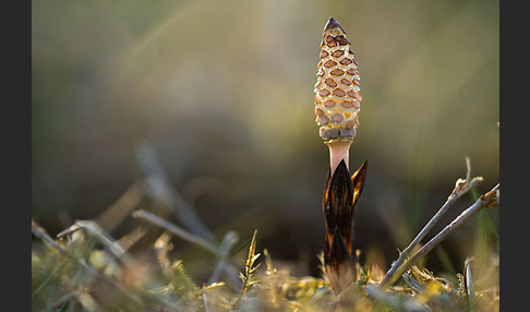 Acker-Schachtelhalm (Equisetum arvense)