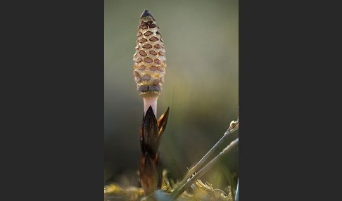 Acker-Schachtelhalm (Equisetum arvense)