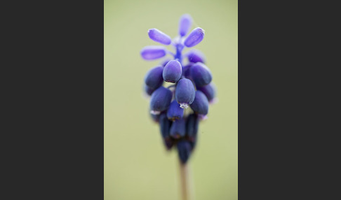 Kleines Träubel (Muscari botryoides)