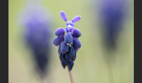 Kleines Träubel (Muscari botryoides)