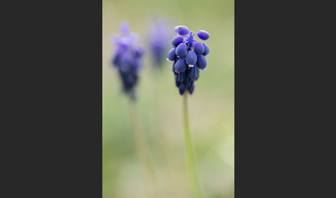 Kleines Träubel (Muscari botryoides)