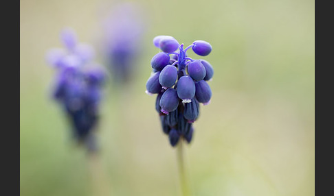 Kleines Träubel (Muscari botryoides)