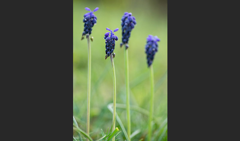 Kleines Träubel (Muscari botryoides)