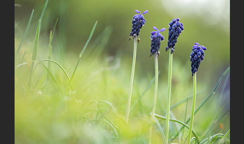 Kleines Träubel (Muscari botryoides)