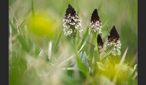 Brand-Knabenkraut (Orchis ustulata)