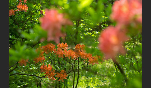 Rhododendron (Rhododendron spec.)