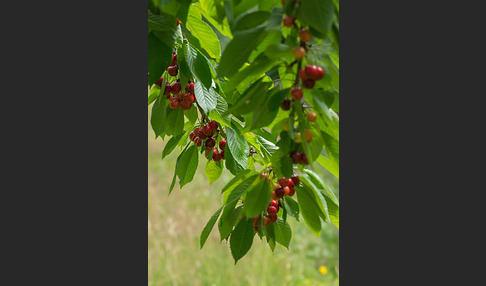 Süßkirsche (Prunus avium)