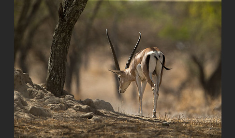 Grant-Gazelle (Nanger spec.)