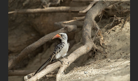 Rotschnabeltoko (Tockus erythrorhynchus)