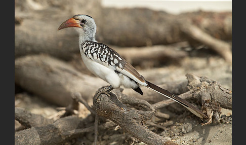 Rotschnabeltoko (Tockus erythrorhynchus)