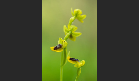Gelbe Ragwurz (Ophrys lutea)