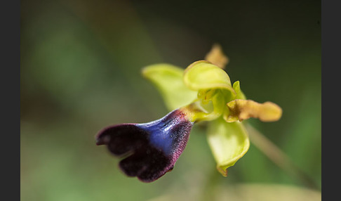 Atlasragwurz (Ophrys atlantica)