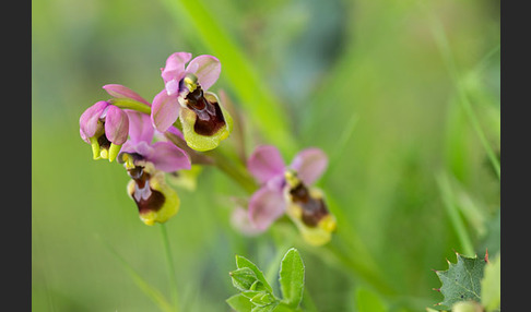 Wespen-Ragwurz (Ophrys tenthredinifera)