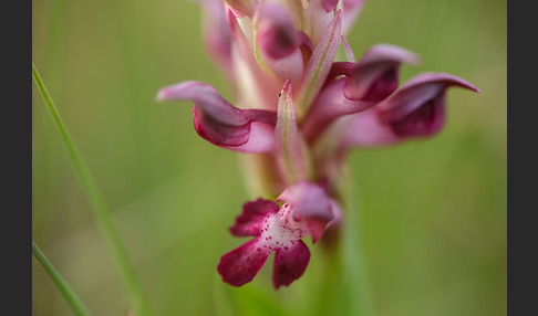 Martrinis Knabenkraut (Orchis coriophora martrinii)