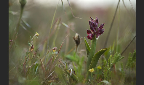 Martrinis Knabenkraut (Orchis coriophora martrinii)