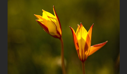 Wilde Tulpe (Tulipa sylvestris)