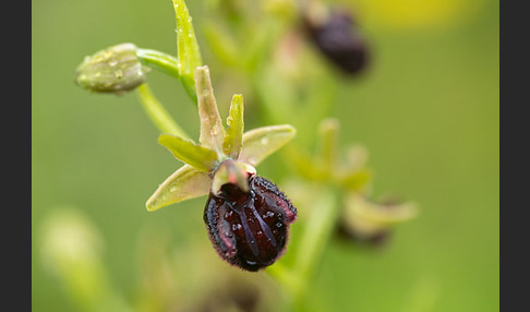Westliche Schwarze Ragwurz (Ophrys incubacea ssp.castricaesaris)