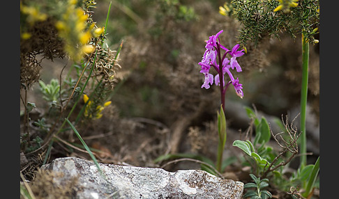 Südfranzösisches Knabenkraut (Orchis mascula ssp. olbiensis)