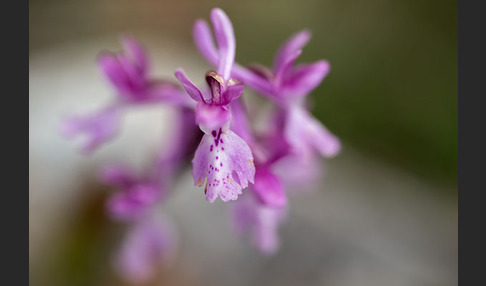 Südfranzösisches Knabenkraut (Orchis mascula ssp. olbiensis)