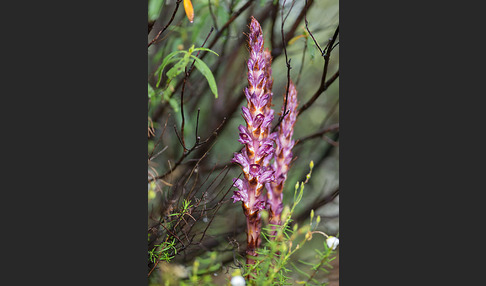 Sommerwurz spec. 1 (Boulardia latisquama F.W.Schultz)