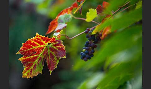 Weinrebe (Vitis vinifera sspec.)