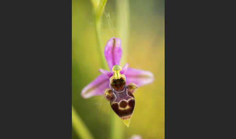 Schnepfen-Ragwurz (Ophrys scolopax)