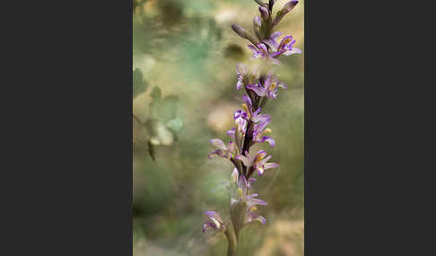 Violetter Dingel (Limodorum abortivum)