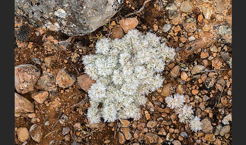 Silber-Mauermiere (Paronychia argentea)