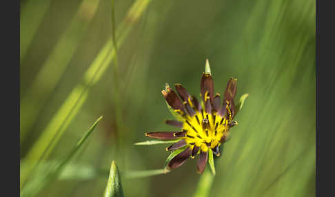 Safranblättriger Bocksbart (Tragopogon crocifolius)