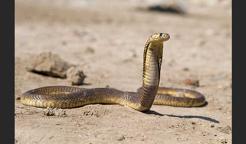 Aegyptische Kobra (Naja haje legionis)