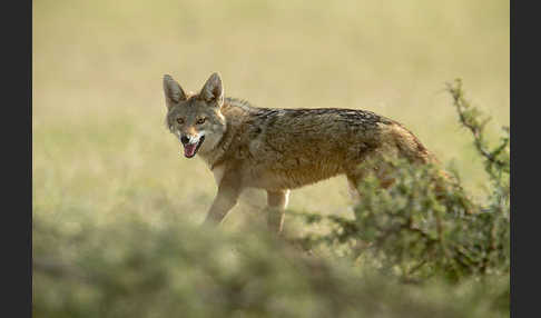 Afrikanischer Goldwolf (Canis anthus)