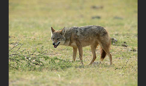 Afrikanischer Goldwolf (Canis anthus)